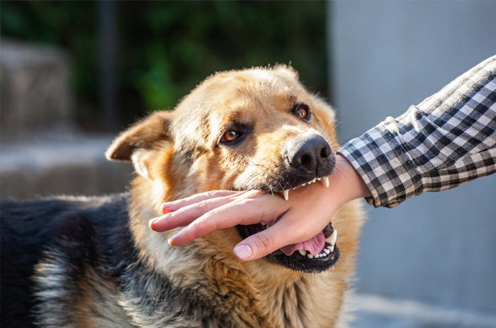 Tak Hanya Anjing, Berikut Sejumlah Hewan Yang Bisa Tularkan Rabies (ist)